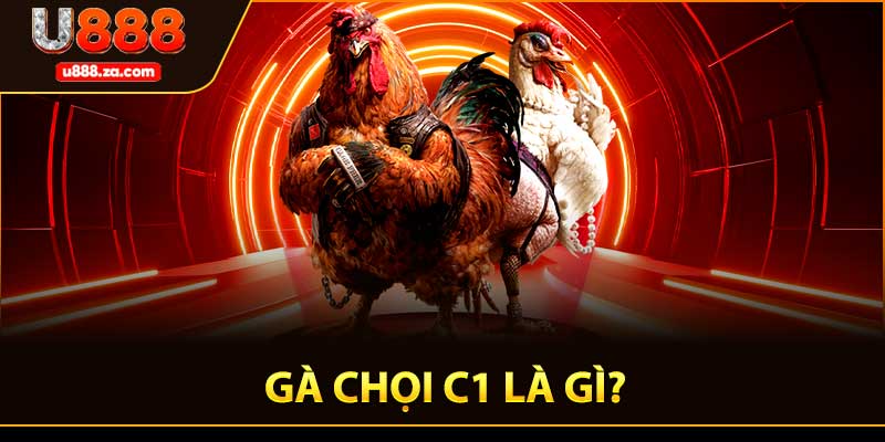 Gà Chọi C1 Là Gì?